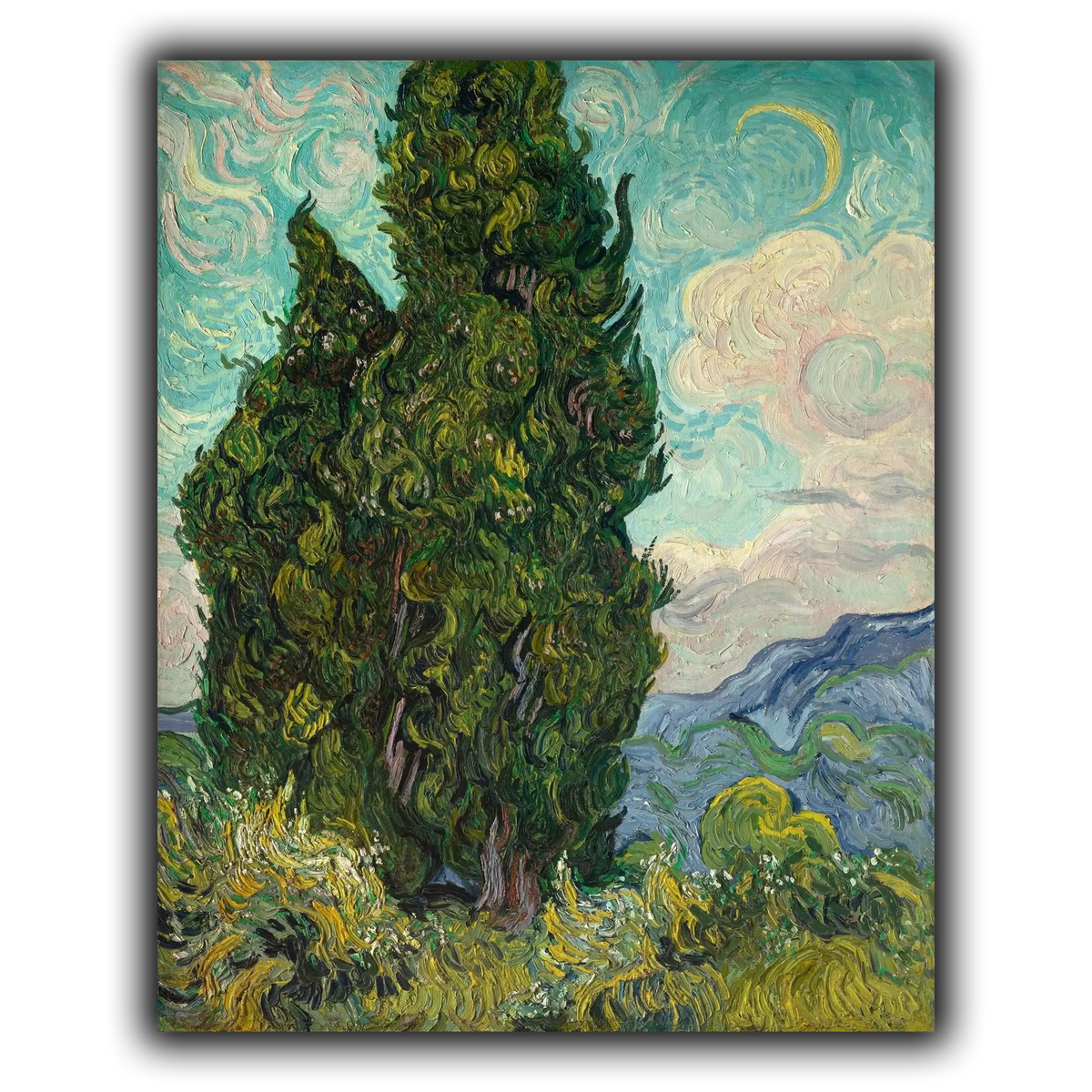 Cypresses